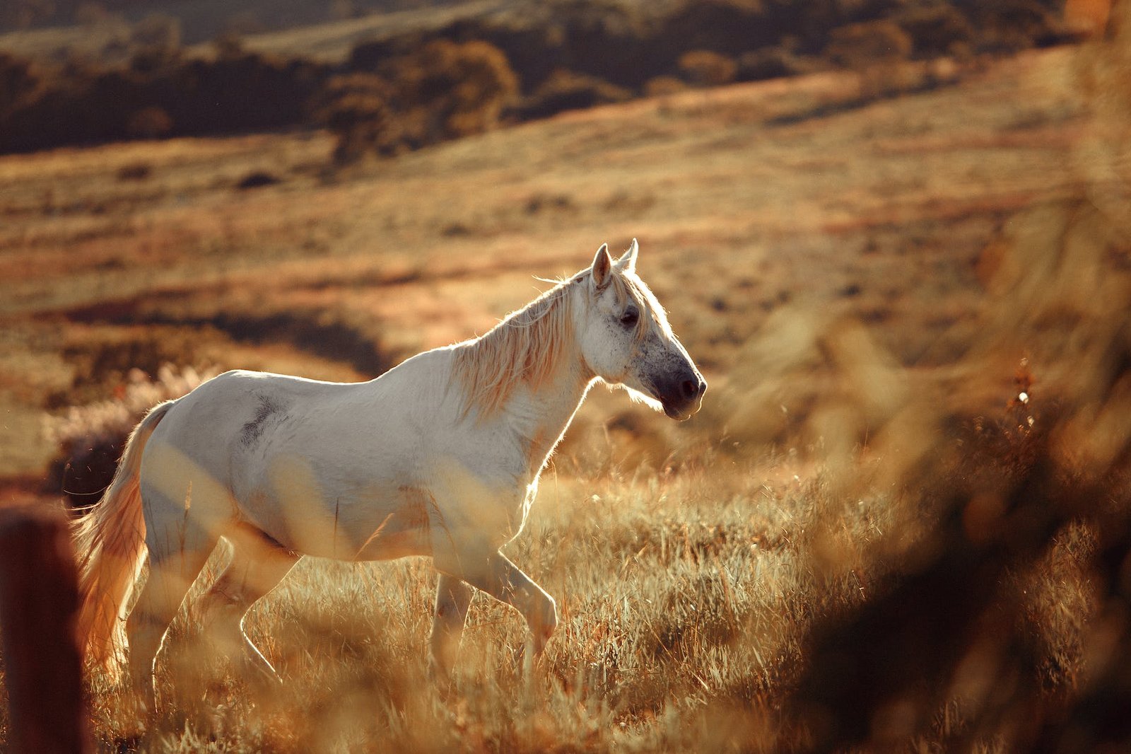 white horse on a field