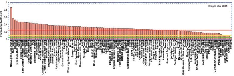Consanguinité chez le chien de race