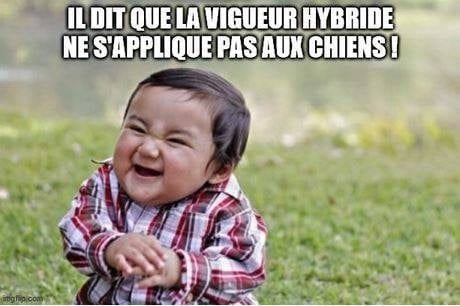 Les contre-vérités dans l'élevage canin