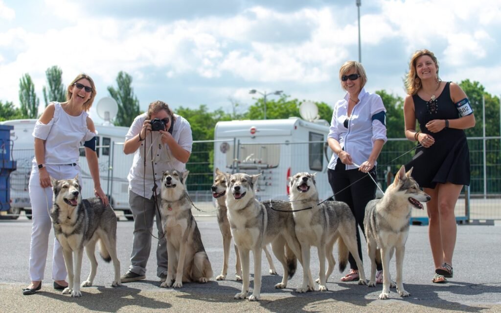 Meute de chiens-loups de Saarloos avec leurs propriétaires