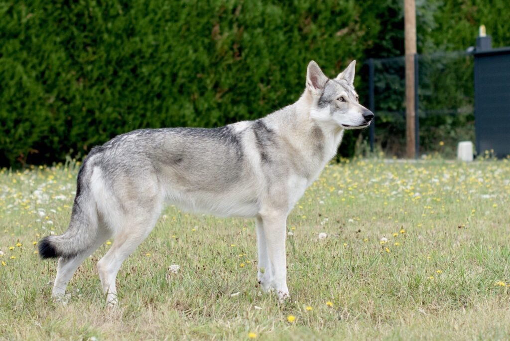 chien-loup de Saarloos
