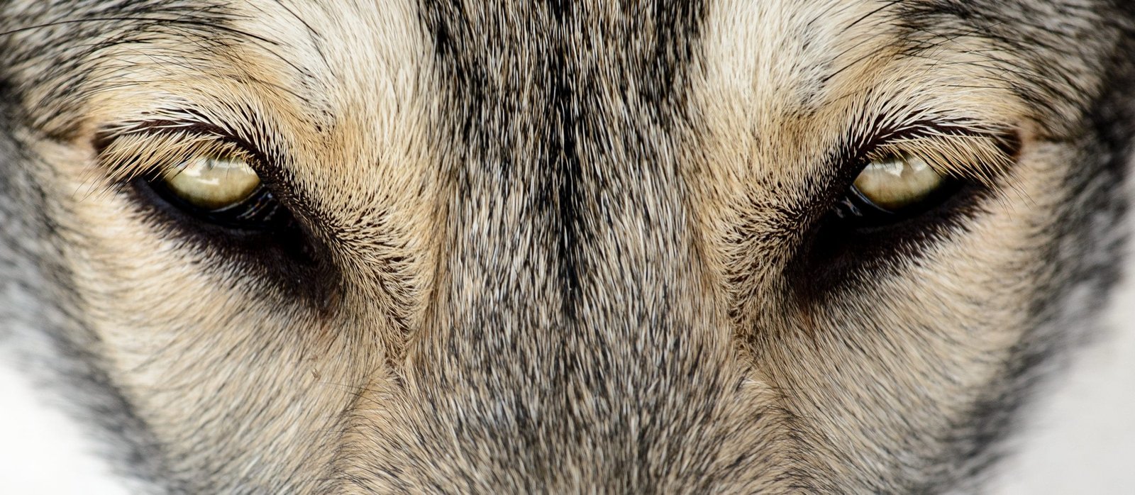 chien-loup de Saarloos