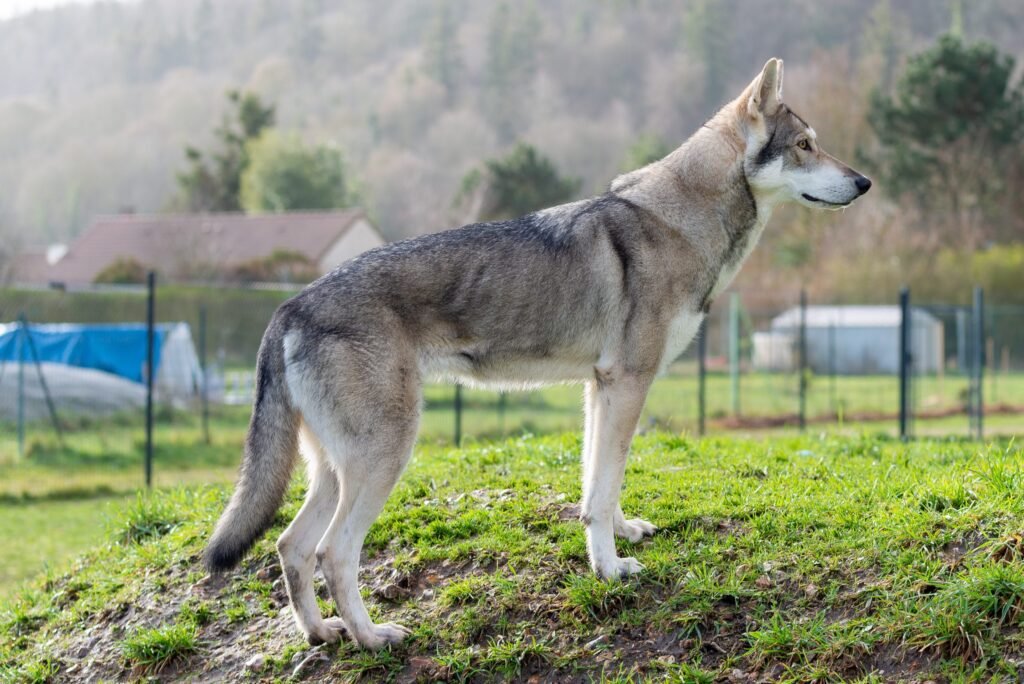chien-loup de Saarloos