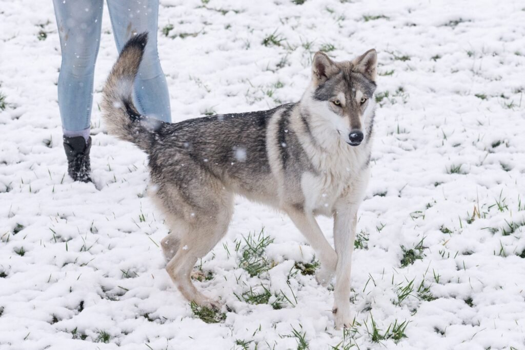 chien-loup de Saarloos
