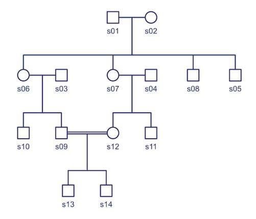 Exemple de pedigree simplifié afin de mettre en évidence les liens de parentés