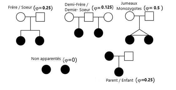Coefficient de parenté (Kinship)