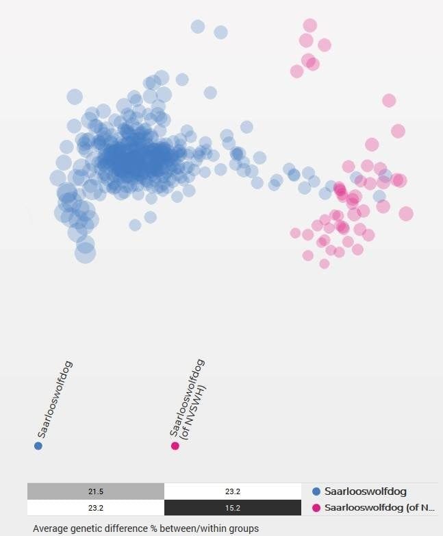 deux populations de Saarloos