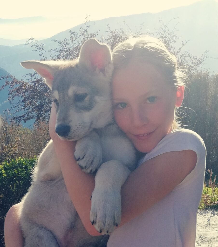 chiens-loups de Saarloos Khalibisnya Maginwulf