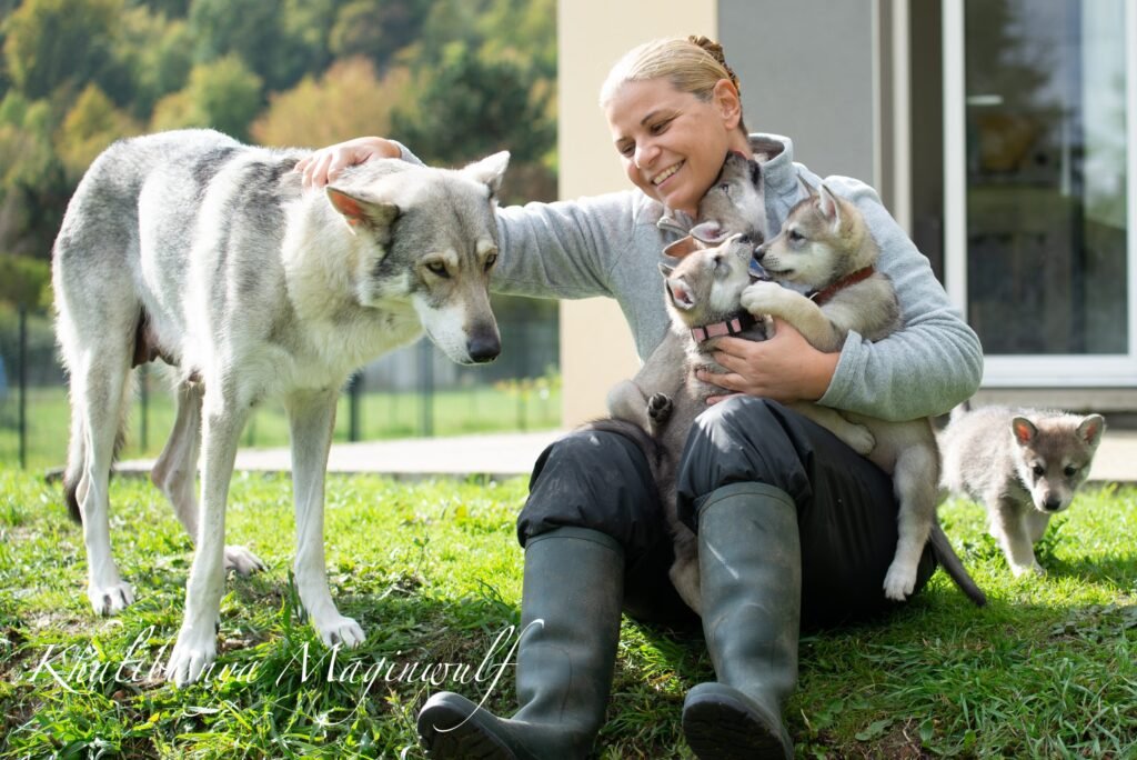 chiots chien-loup de Saarloos et leur maman