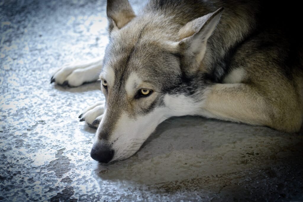 chien-loup de Saarloos