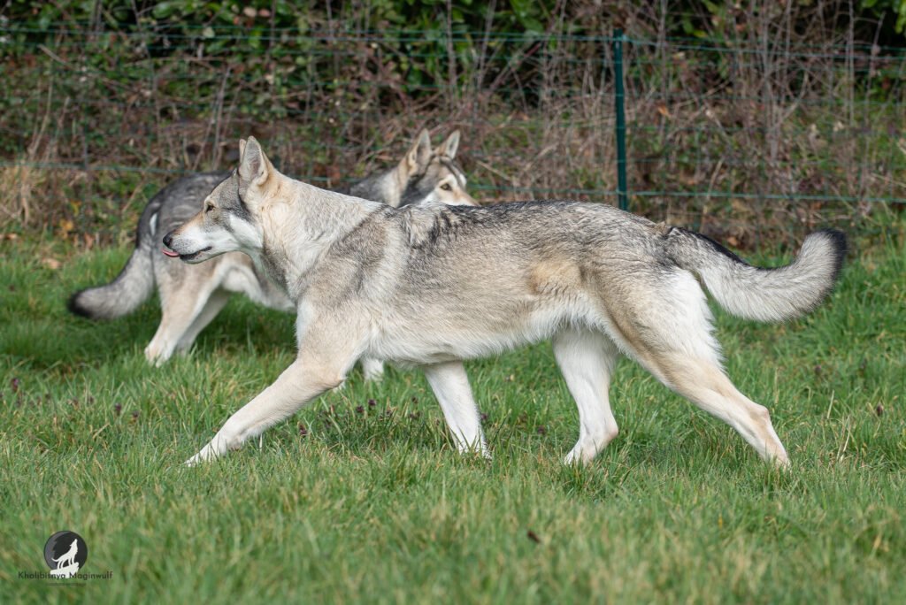 chien-loup de Saarloos