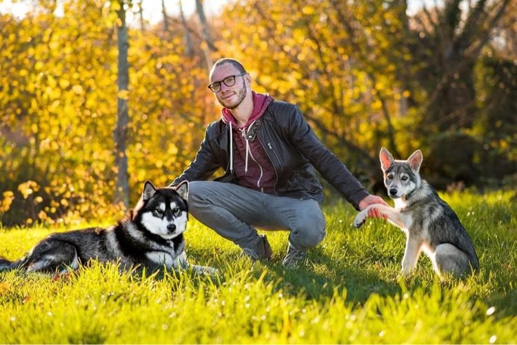 chiens-loups de Saarloos Khalibisnya Maginwulf