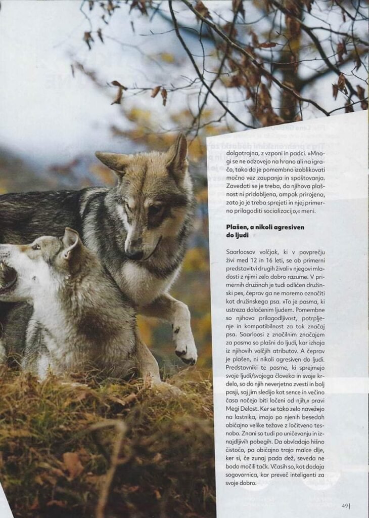 Le chien-loup de Saarloos dans la presse Slovène