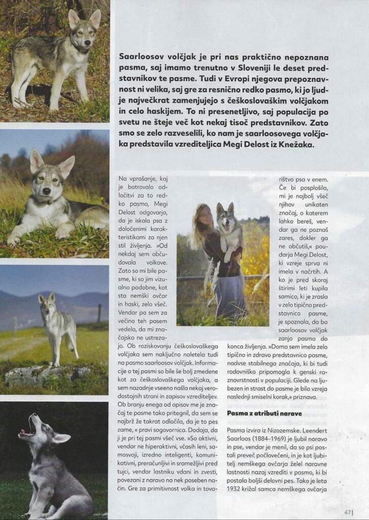 Le chien-loup de Saarloos dans la presse Slovène