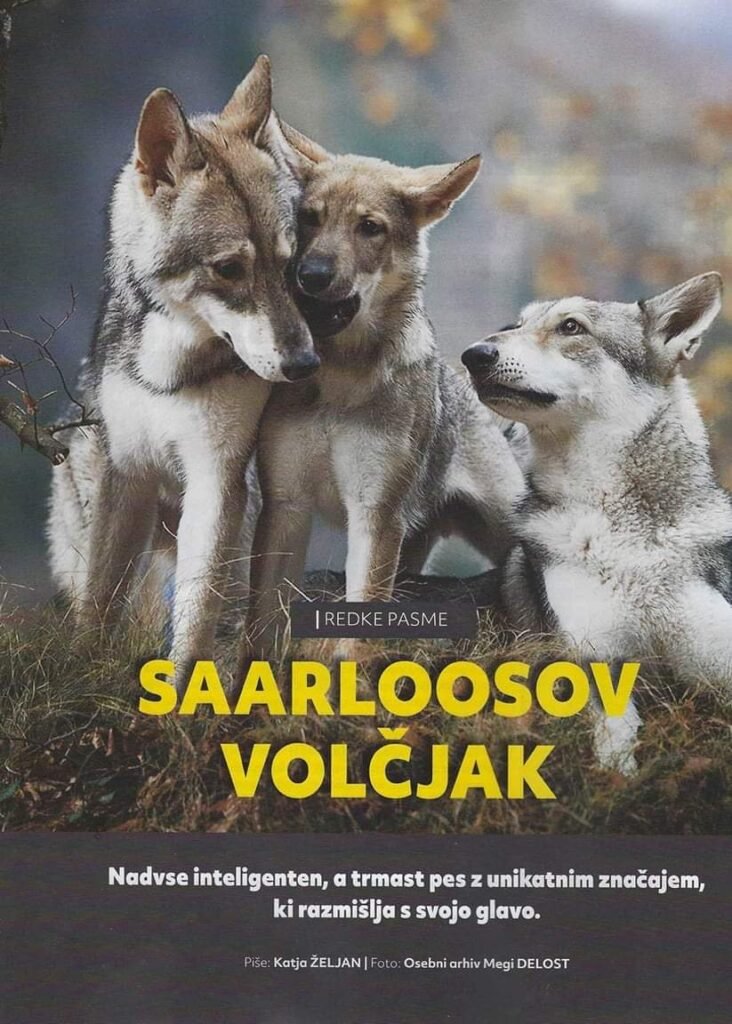 Le chien-loup de Saarloos dans la presse Slovène