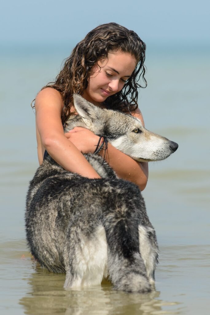 chien-loup de Saarloos