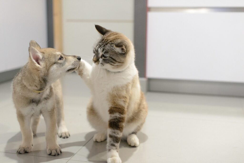 chien-loup de Saarloos