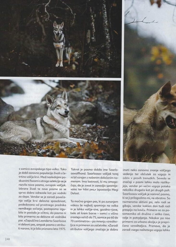 Le chien-loup de Saarloos dans la presse Slovène