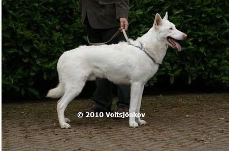 Couleurs du chien-loup de Saarloos
