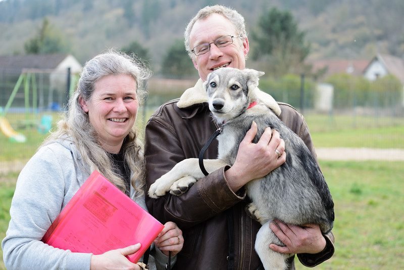 chiens-loups de Saarloos Khalibisnya Maginwulf