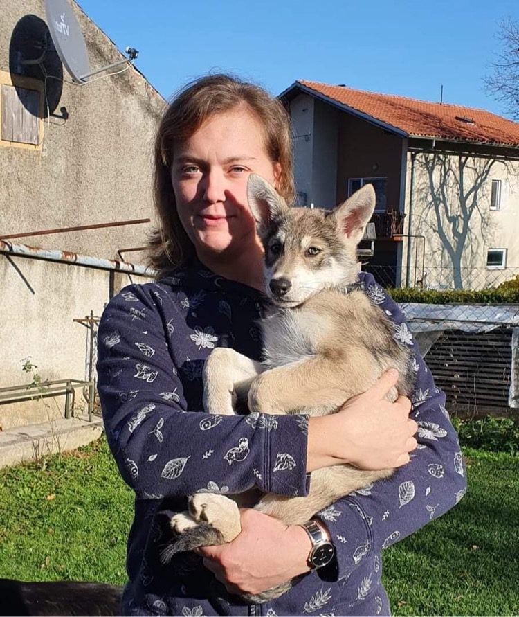 chiens-loups de Saarloos Khalibisnya Maginwulf