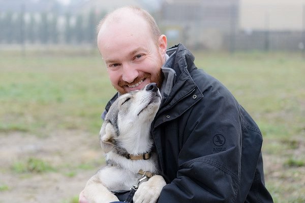 chien-loup de saarloos