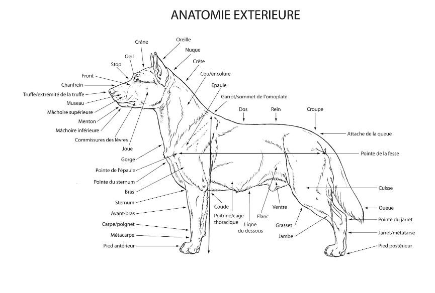 Dessin anatomie extérieure d’un chien illustrant un standard de race