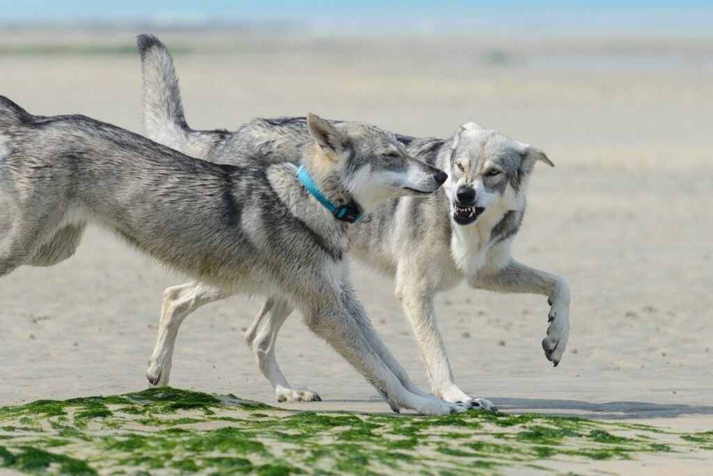 chien-loup de Saarloos