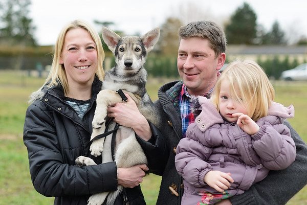 chiens-loups de Saarloos Khalibisnya Maginwulf