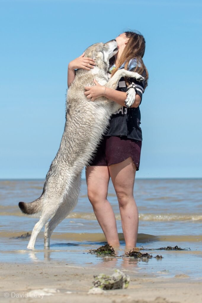 chien-loup de Saarloos