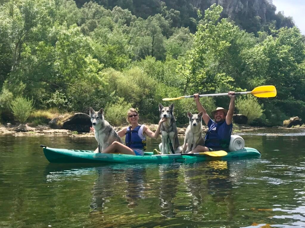 chien-loup de Saarloos