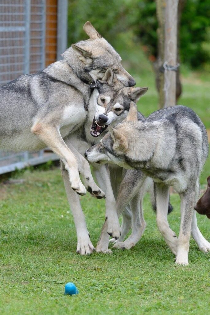 chien-loup de Saarloos
