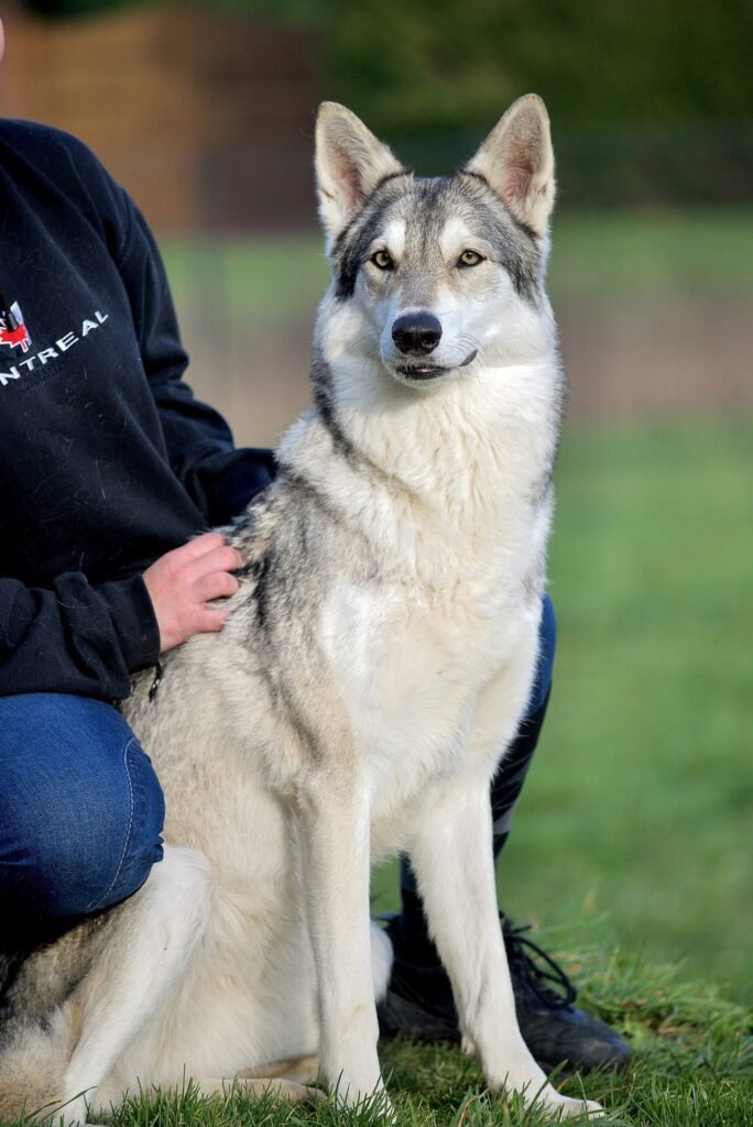 chien-loup de Saarloos