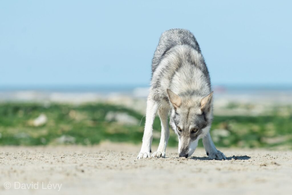 chien-loup de Saarloos
