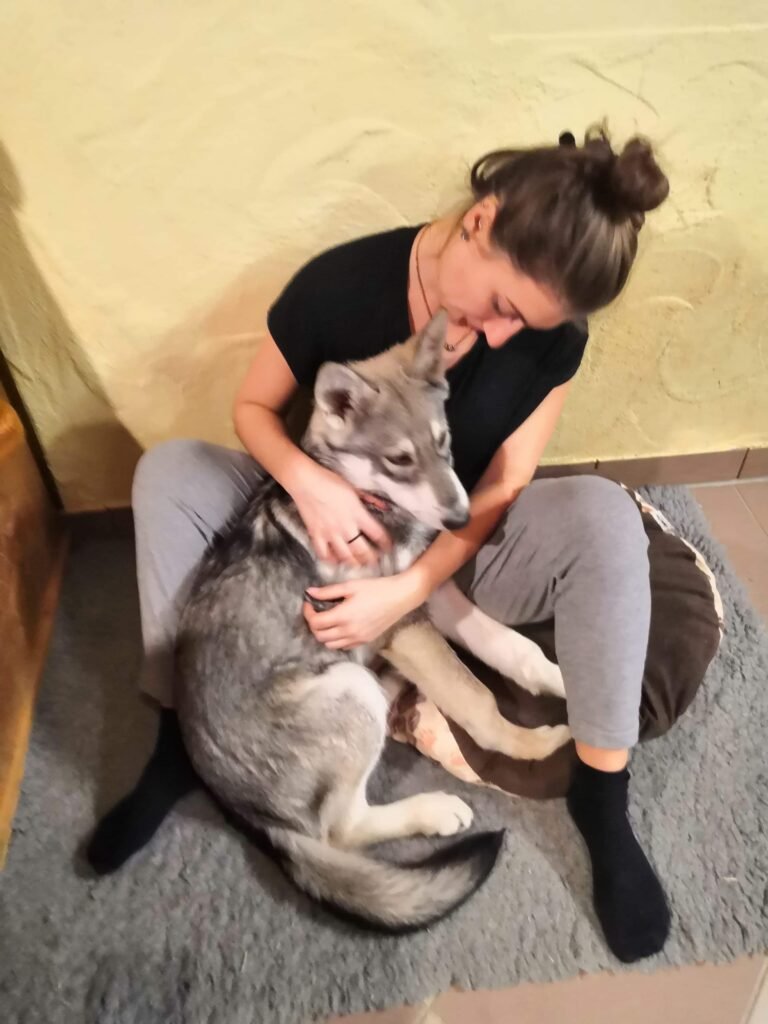 chien-loup de saarloos