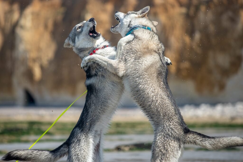chien-loup de Saarloos