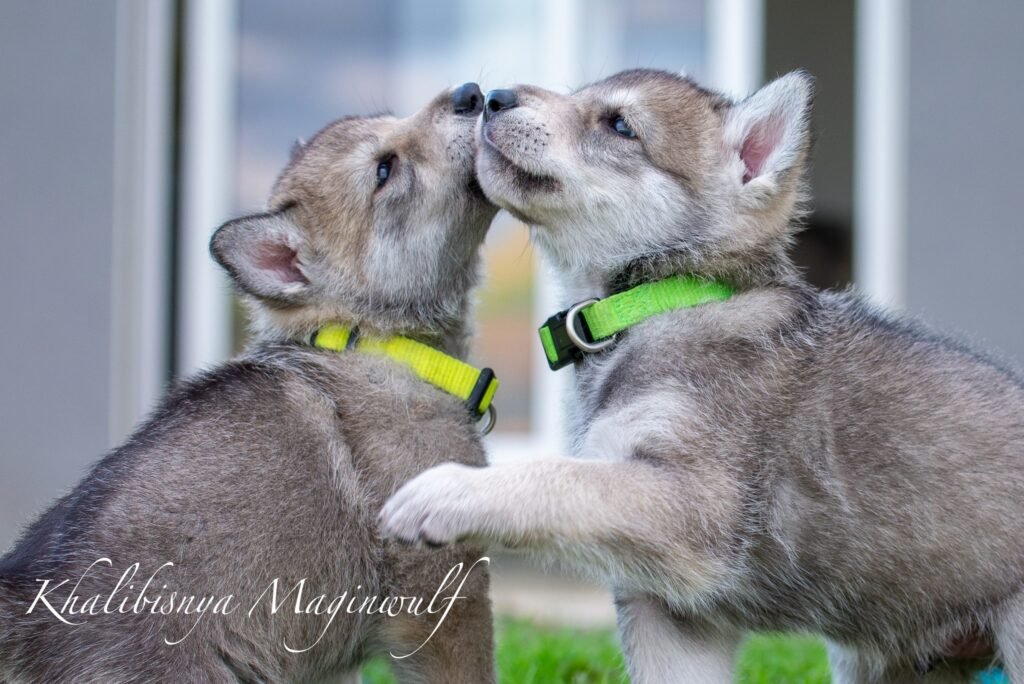 chiots chien-loup de Saarloos