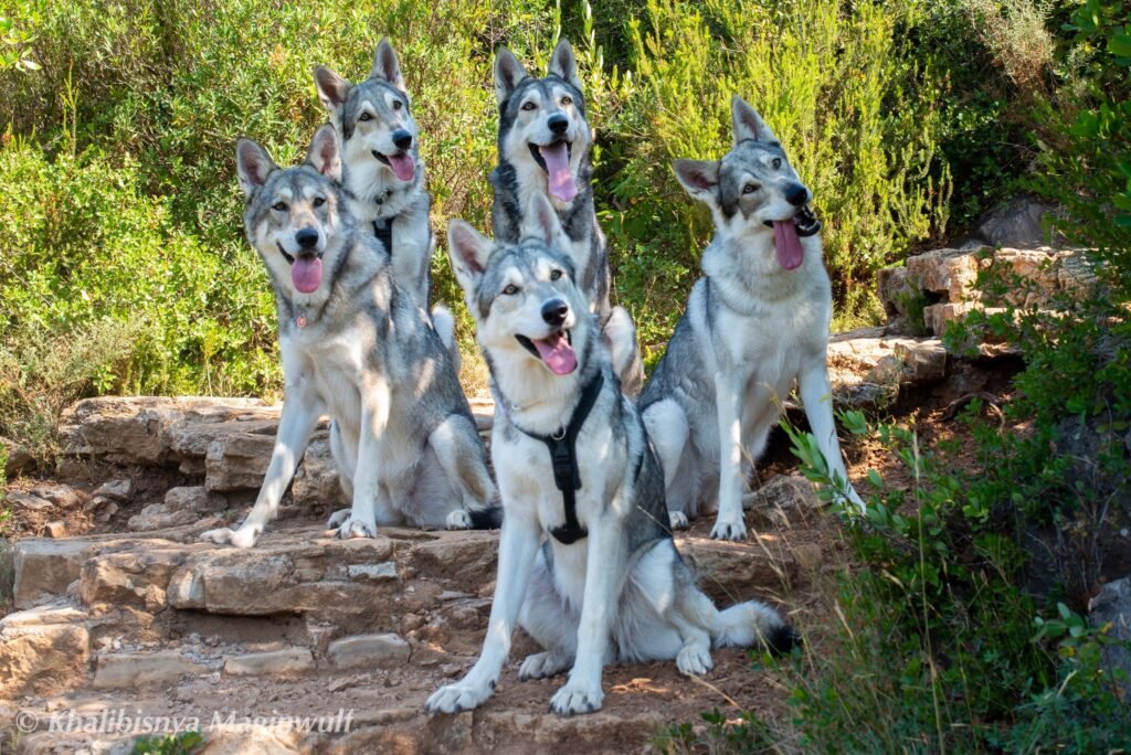 chien-loup de Saarloos