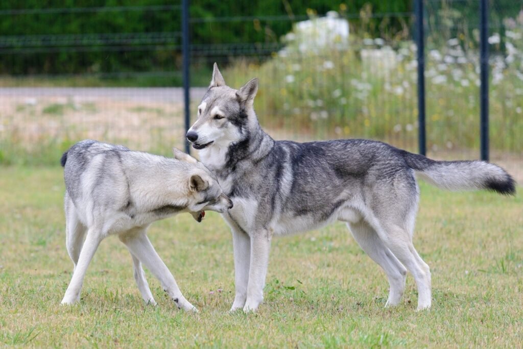 chien-loup de Saarloos