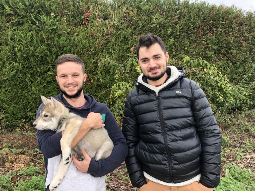 chien-loup de saarloos