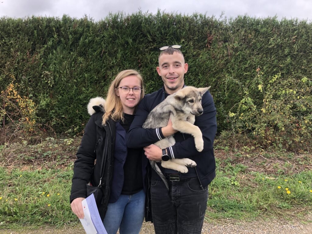 chien-loup de saarloos