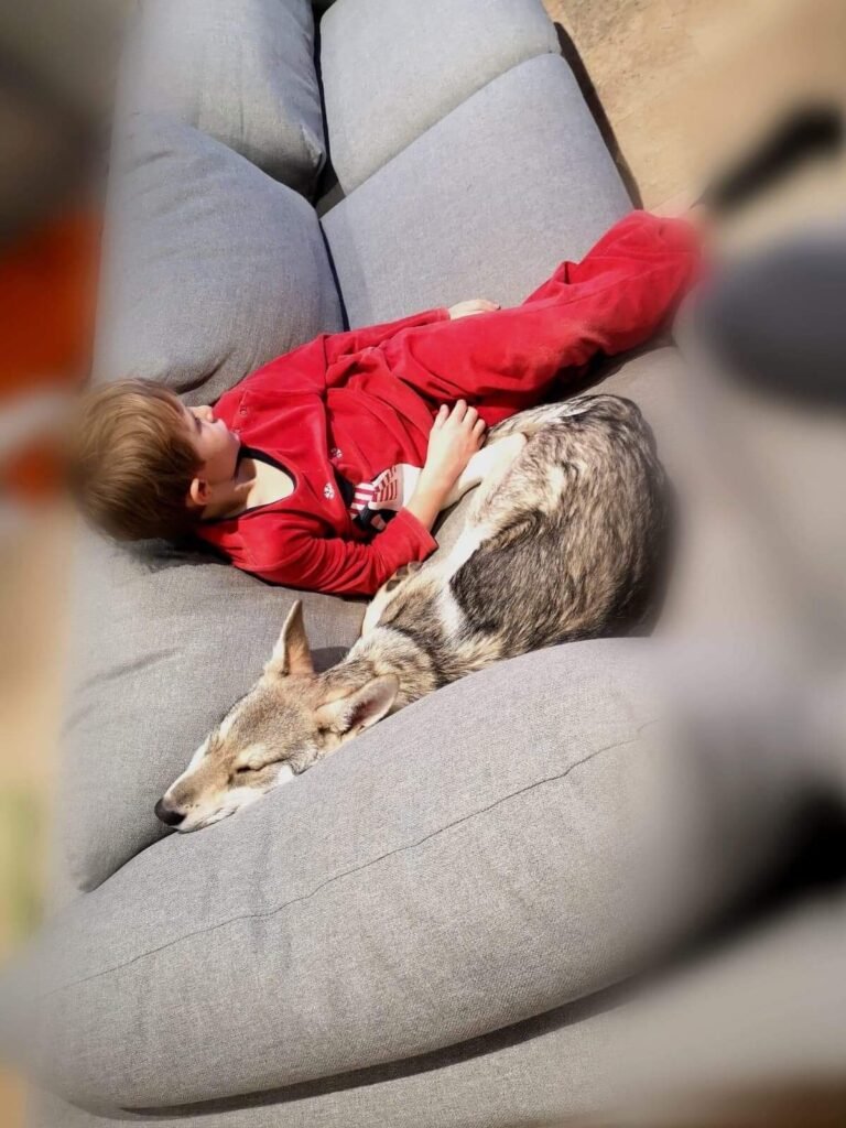 chiens-loups de Saarloos Khalibisnya Maginwulf