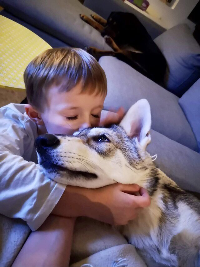 chien-loup de saarloos