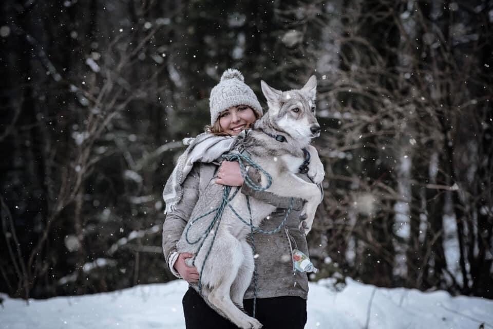 chiens-loups de Saarloos Khalibisnya Maginwulf