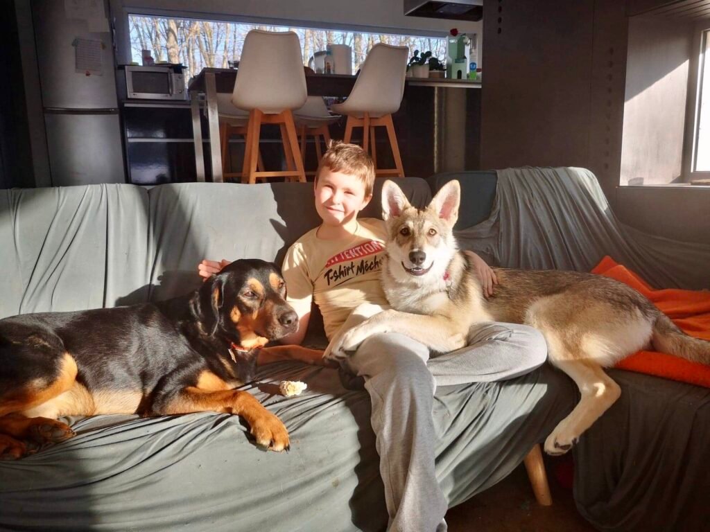 chiens-loups de Saarloos Khalibisnya Maginwulf