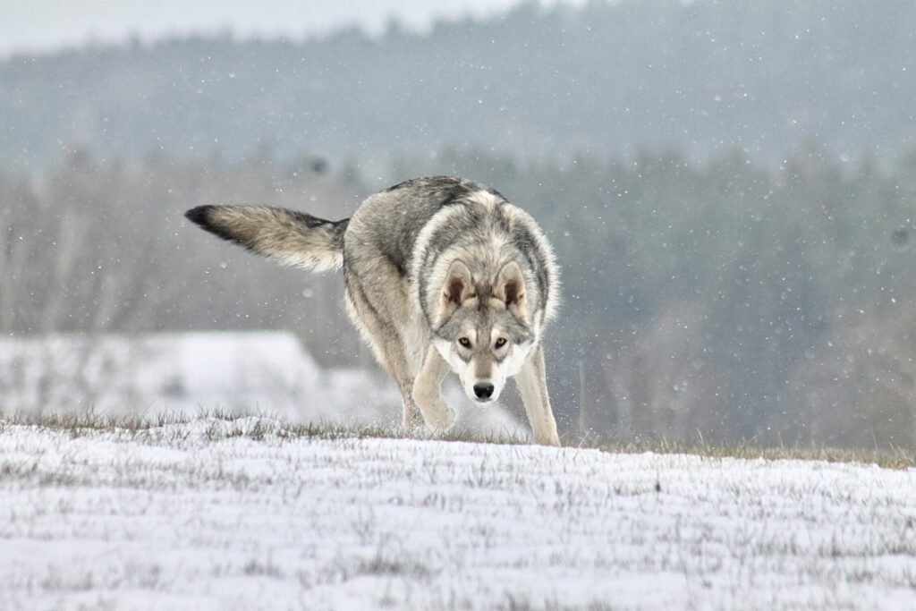 chien-loup de Saarloos Khalibisnya Maginwulf