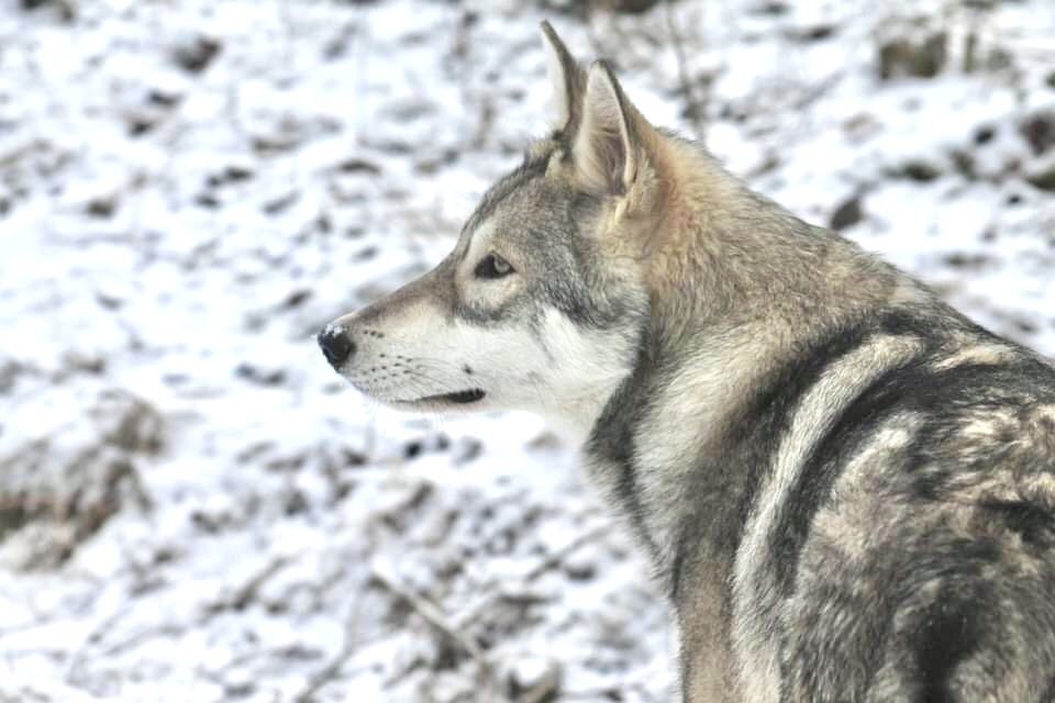 chien-loup de Saarloos Khalibisnya Maginwulf