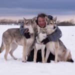 chiens-loups de saarloos Khalibisnya Maginwulf