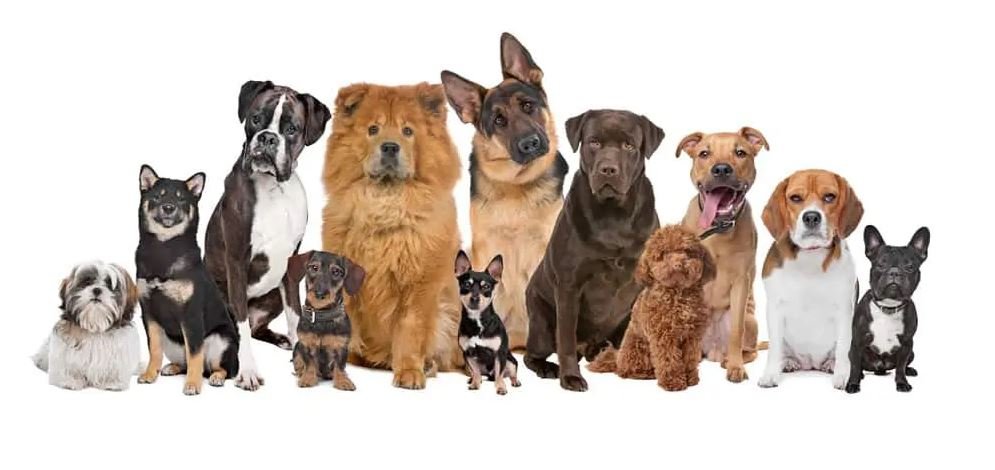 La notion de race pure dans l'élevage canin