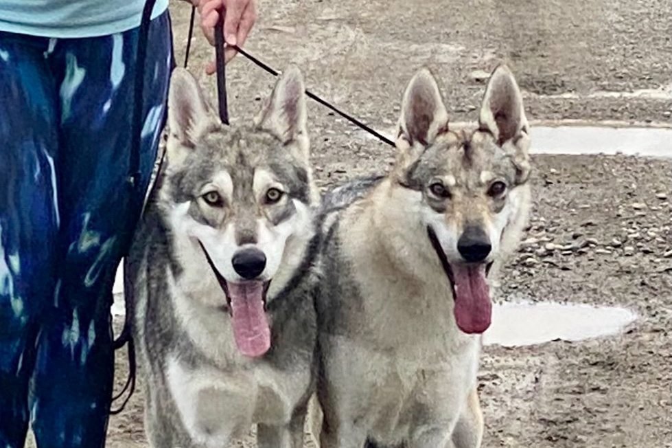 Chien-loup de Saarloos / Tchécoslovaque - Khalibisnya Maginwulf